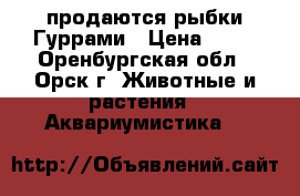 продаются рыбки Гуррами › Цена ­ 30 - Оренбургская обл., Орск г. Животные и растения » Аквариумистика   
